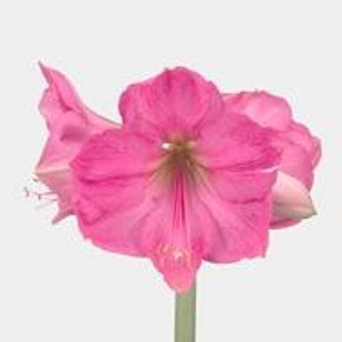 Amaryllis Krt.rosa Paris X15