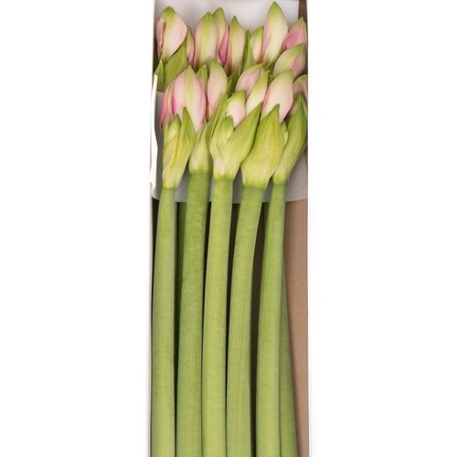 Amaryllis Krt.rosa Paris X15