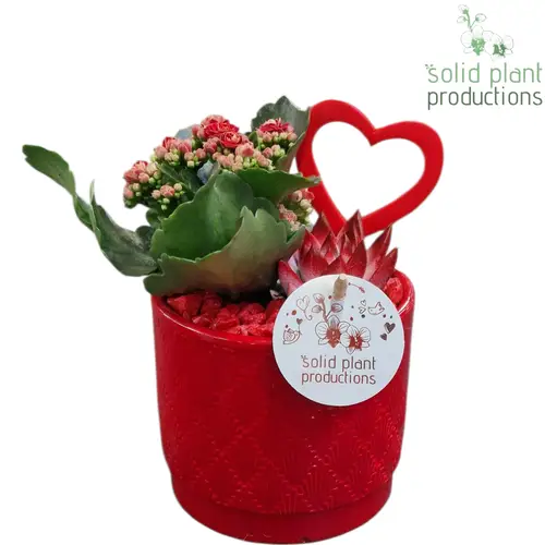 Kal.Arr Ariël rot KE001RED T12 H025