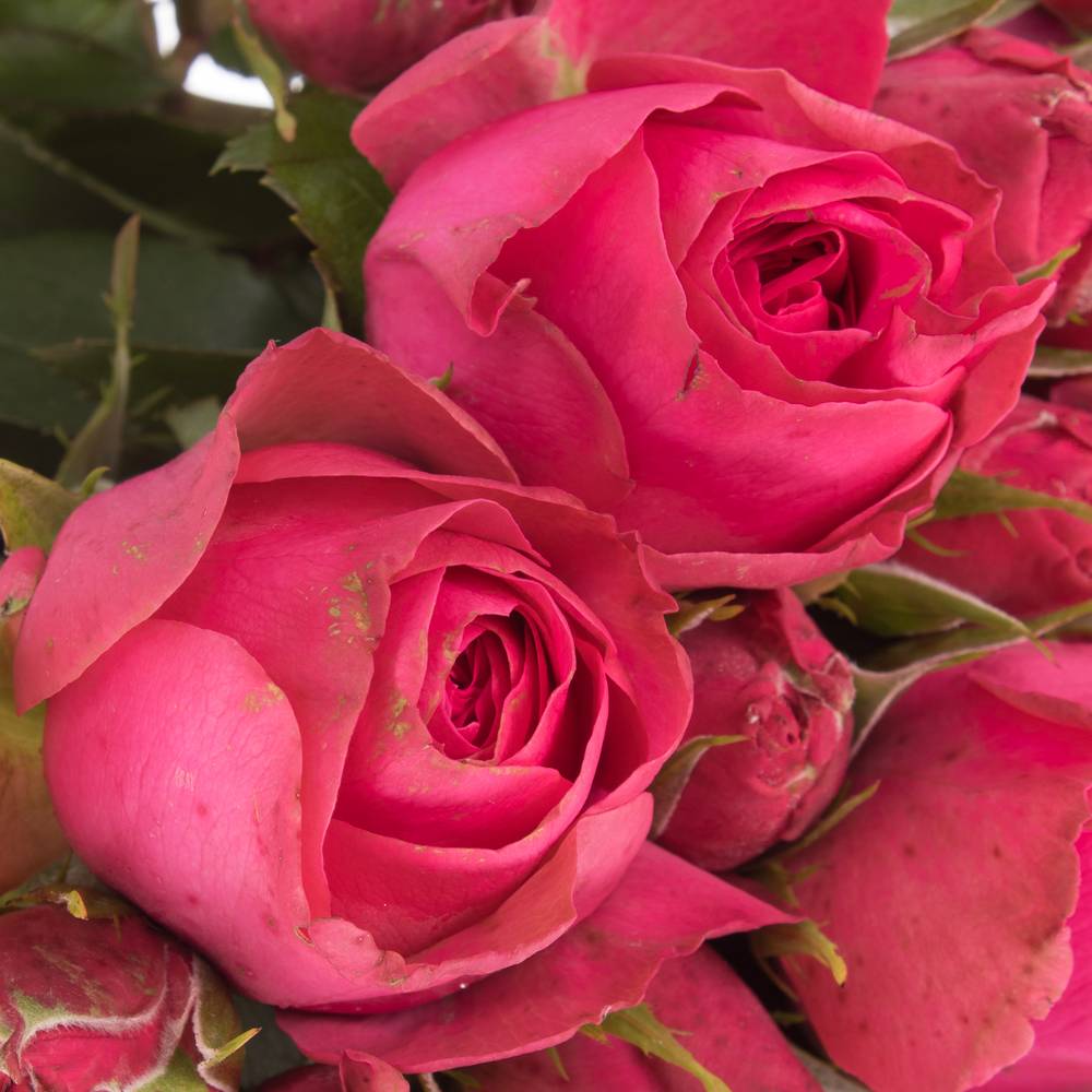 Rose Freiland fuchsia Madame Chou 1+Blüte 40cm