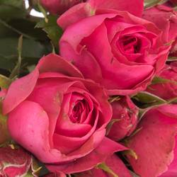 Rose Freiland fuchsia Madame Chou 1+Blüte 40cm