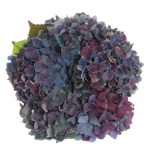 Hortensie türkis/lila Pimpernel Classic Bol 21cm 60cm