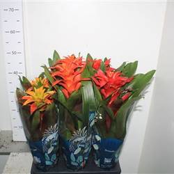 Guzmania mix 3srt Schnapchen Von Uhr T12 H045