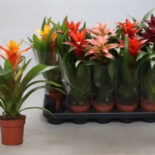 Guzmania mix Schnapchen Von Uhr T12 H040