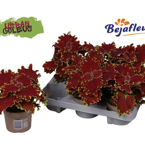 Coleus Urban Alligator Alley T12 H025