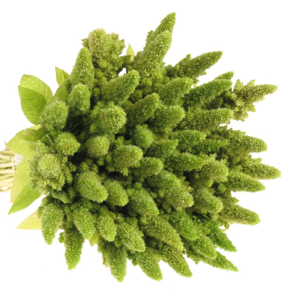 Amaranthus stehend grün 50cm