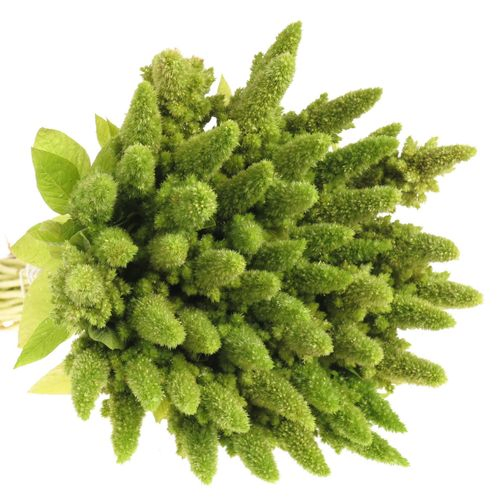 Amaranthus stehend grün 50cm