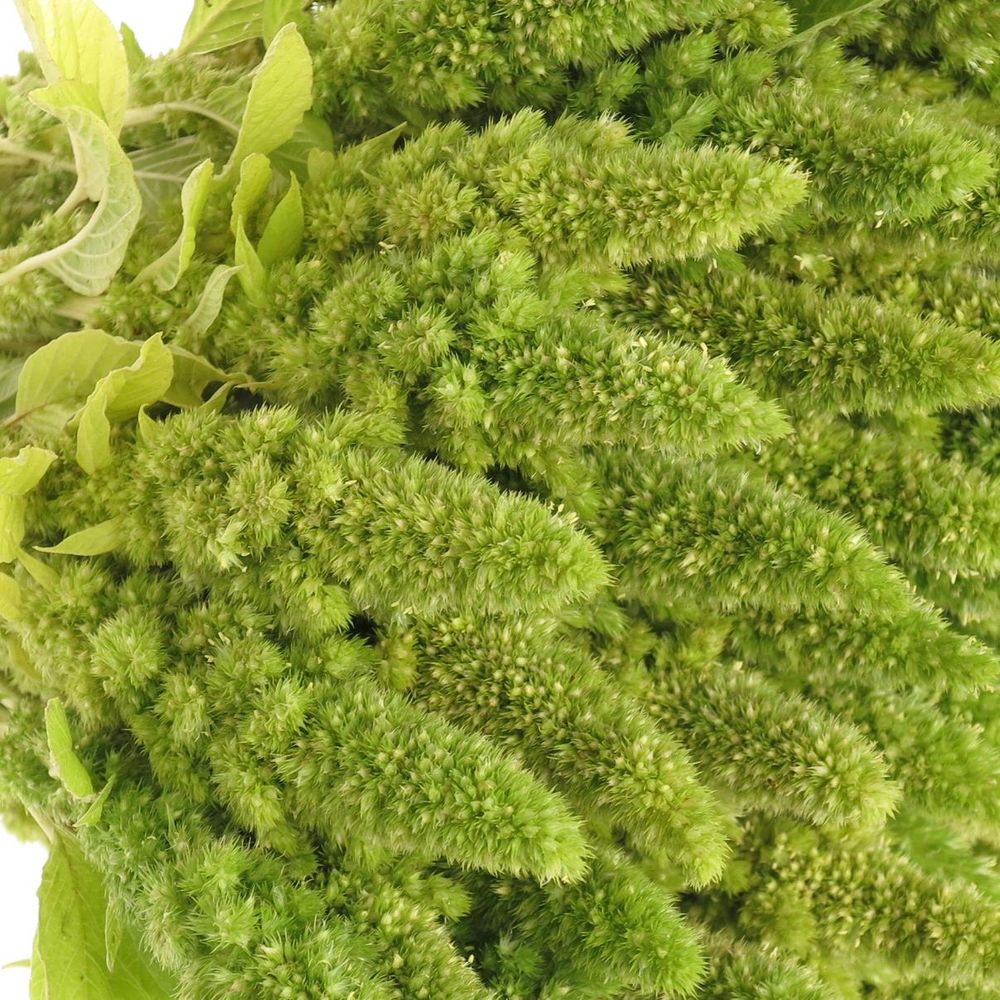 Amaranthus stehend grün 50cm