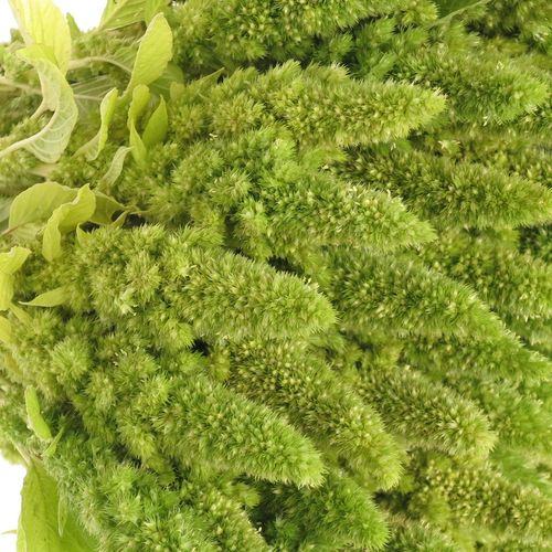 Amaranthus stehend grün 50cm