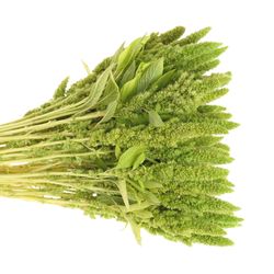Amaranthus stehend grün 50cm