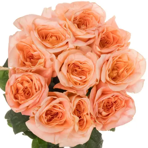Rose apricot Peach Fuzz gefüllt 50cm