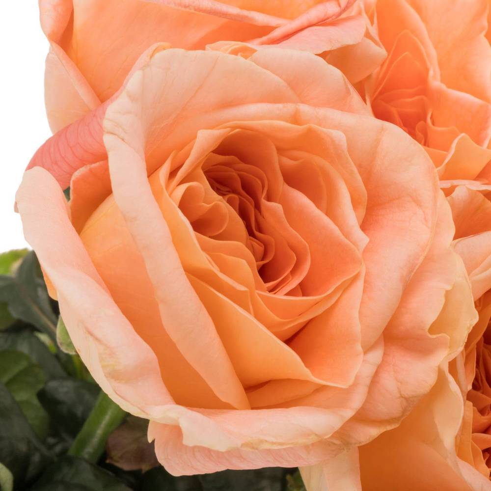 Rose apricot Peach Fuzz gefüllt 50cm