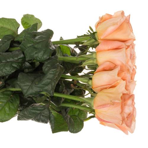 Rose apricot Peach Fuzz gefüllt 50cm