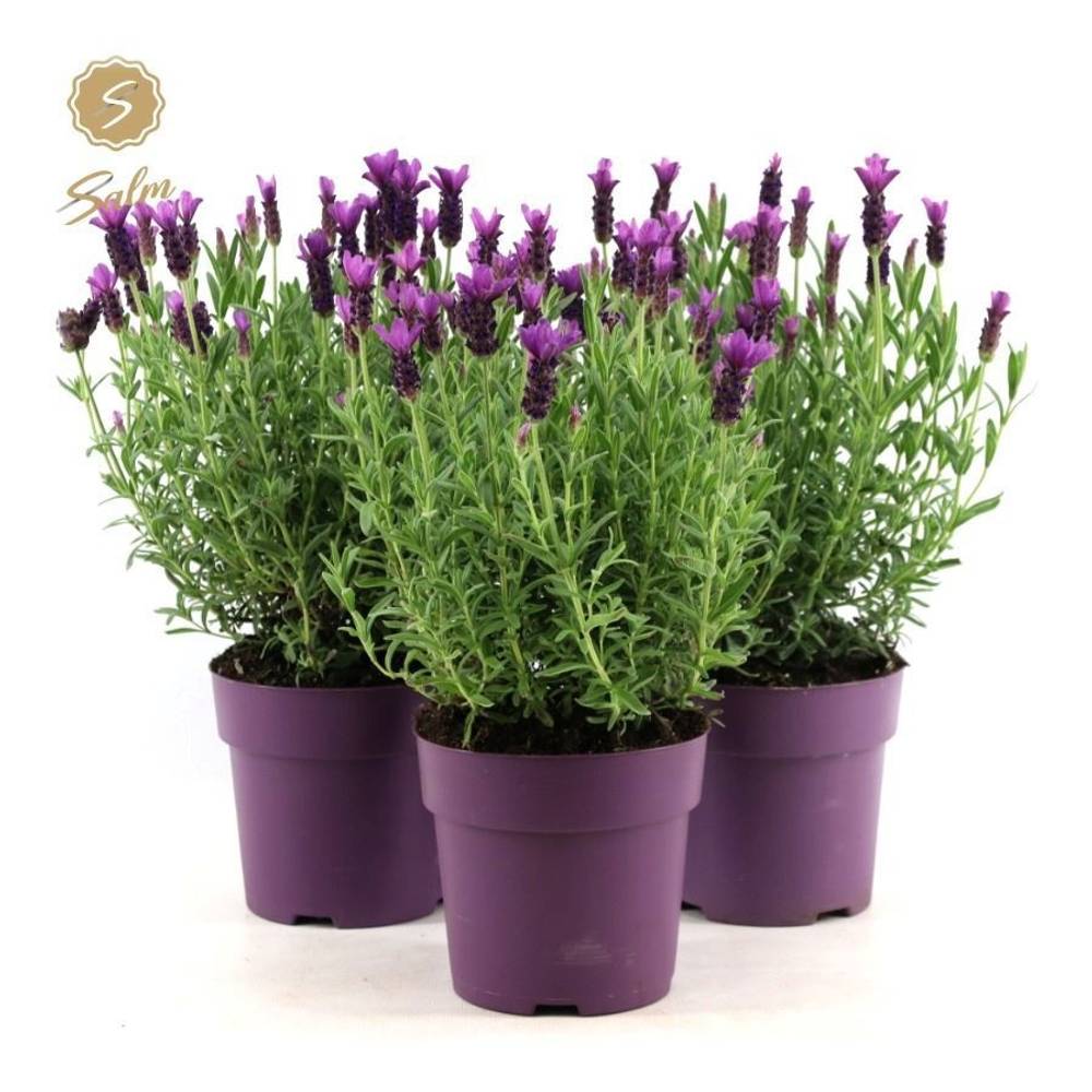 Lavendel Stoechas Anouk violett T15 H030
