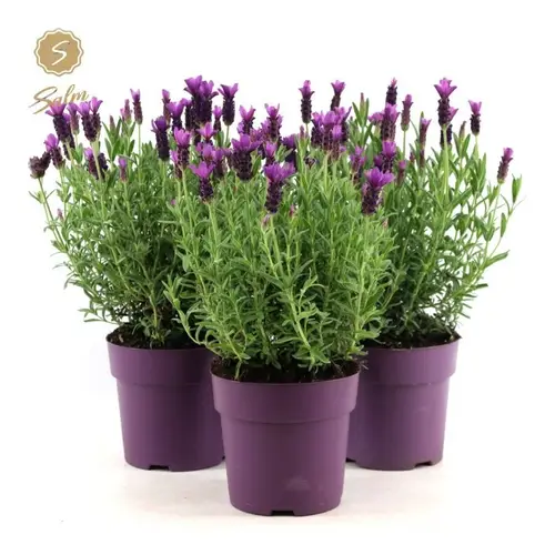 Lavendel Stoechas Anouk violett T15 H030