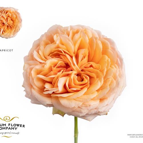 Rose apricot Antike 60cm