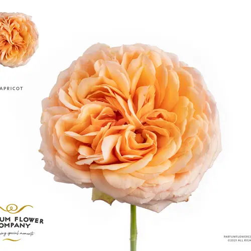 Rose apricot Antike 60cm