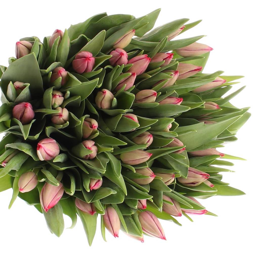 Tulpe pink Frontline 32 Gramm