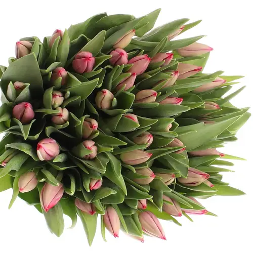 Tulpe pink Frontline 32 Gramm