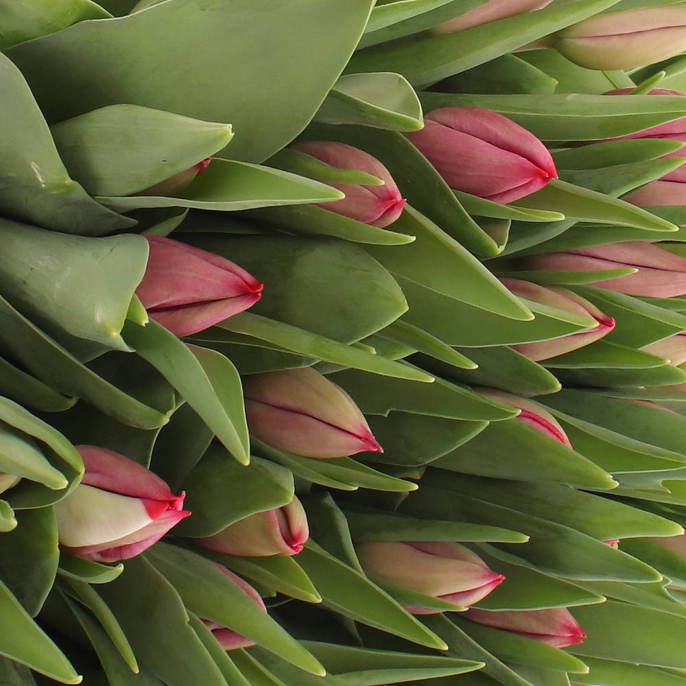 Tulpe pink Frontline 32 Gramm