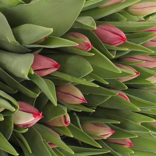 Tulpe pink Frontline 32 Gramm