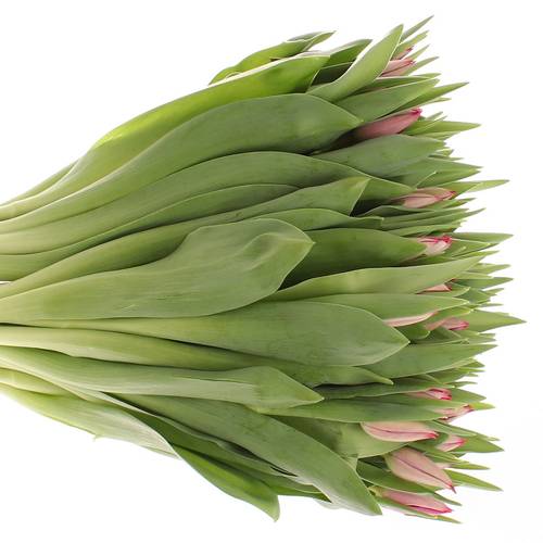 Tulpe pink Frontline 32 Gramm