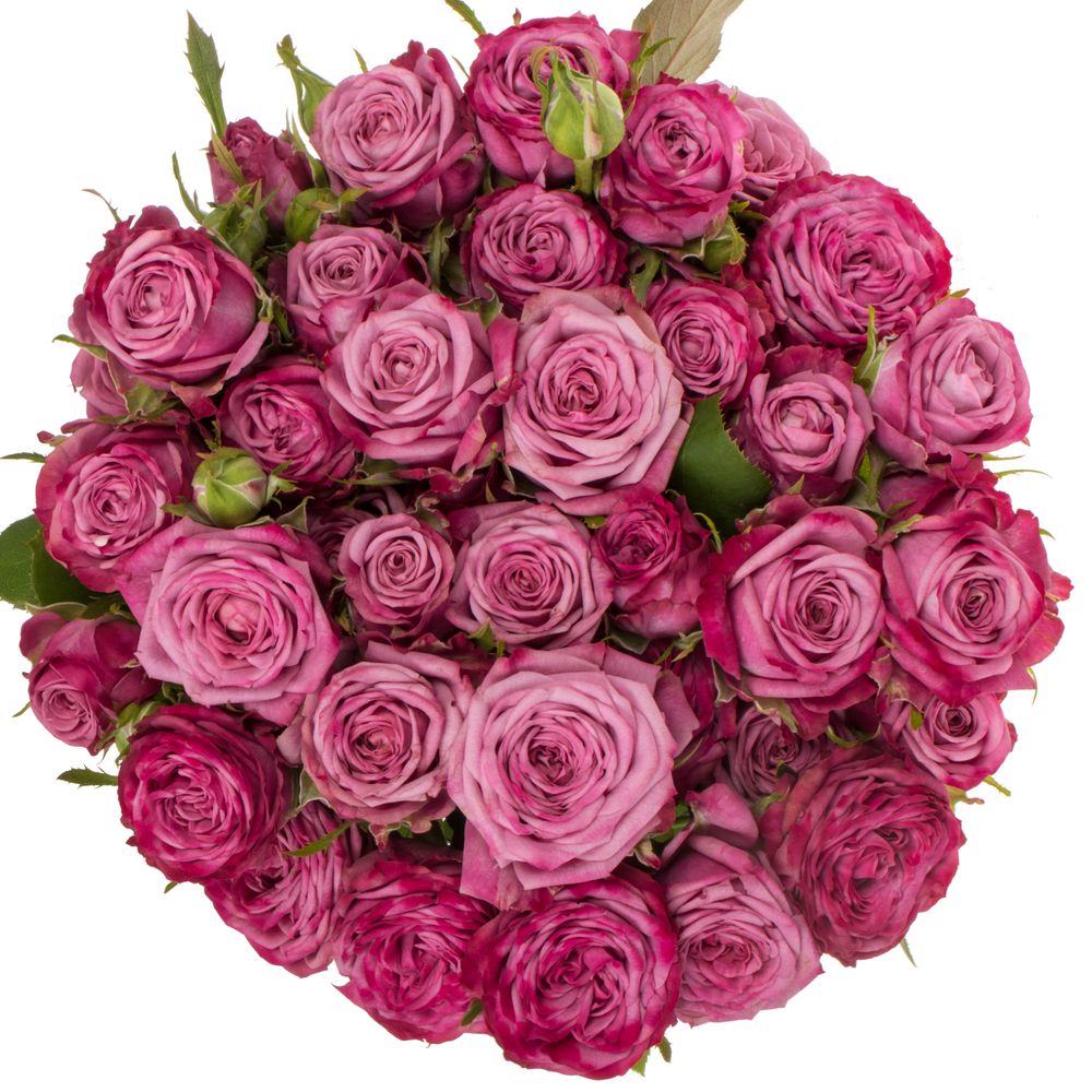 Rose verzweigt fuchsia/rosa Purple Queen 7+Blüte 80cm