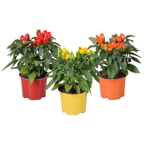 Capsicum mix Samba T12 H030