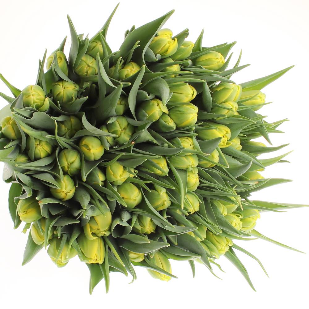 Tulpe gelb doppel Strong Carlo 36 Gramm