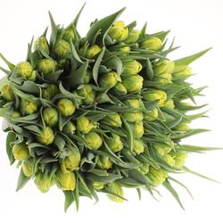 Tulpe gelb doppel Strong Carlo 36 Gramm