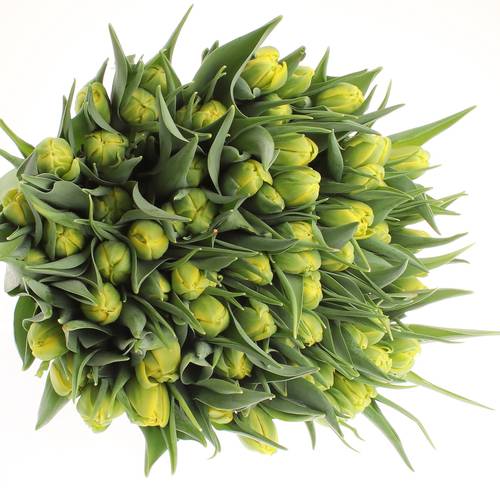 Tulpe gelb doppel Strong Carlo 36 Gramm