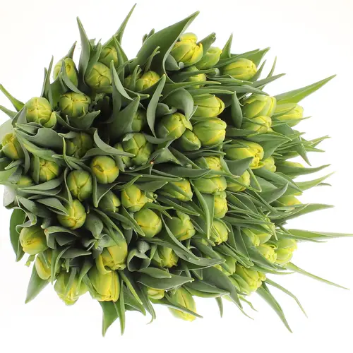 Tulpe gelb doppel Strong Carlo 36 Gramm