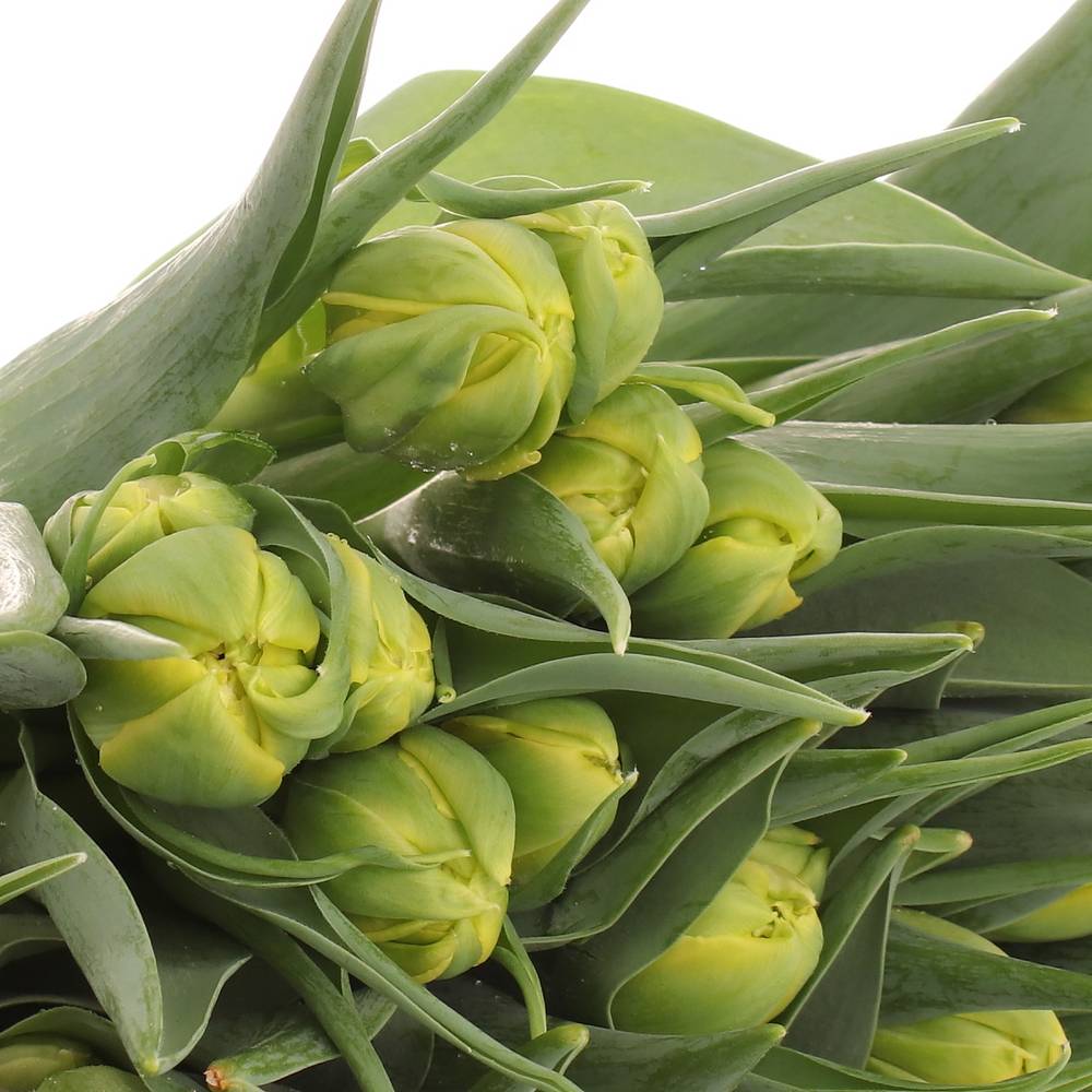 Tulpe gelb doppel Strong Carlo 36 Gramm