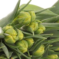 Tulpe gelb doppel Strong Carlo 36 Gramm
