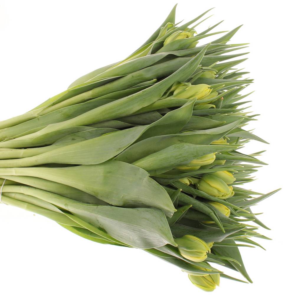 Tulpe gelb doppel Strong Carlo 36 Gramm