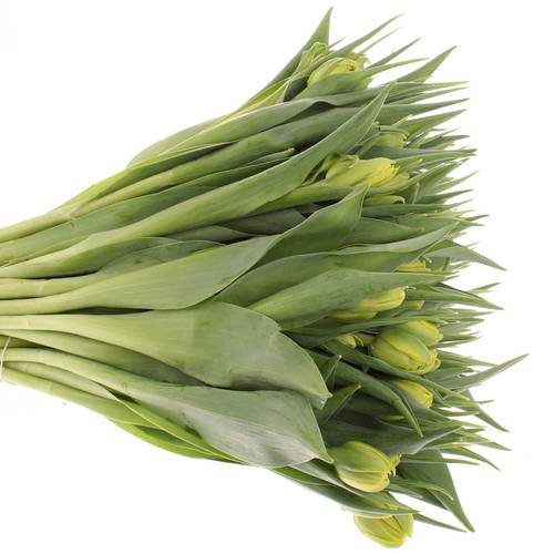 Tulpe gelb doppel Strong Carlo 36 Gramm