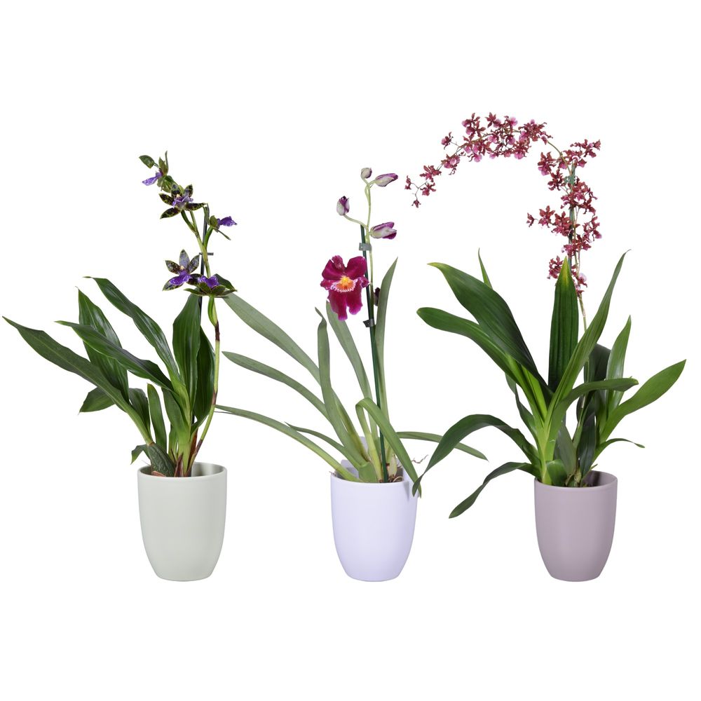 Orchid.1-R mix Keramik T12 H55