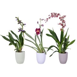 Orchid.1-R mix Keramik T12 H55