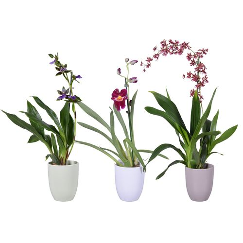 Orchid.1-R mix Keramik T12 H55