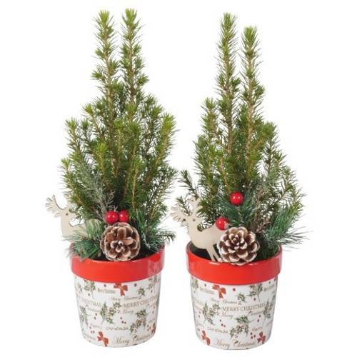 Picea Glauca Conica PTK25347 im Topf Weihnachten T09 H030