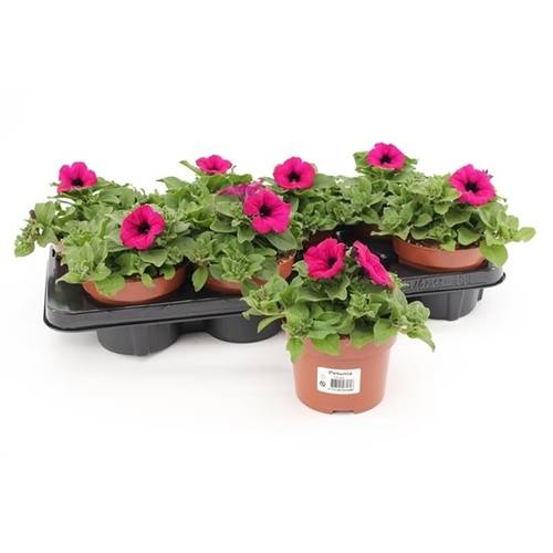 Petunia lila T13 H15