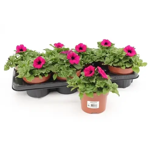 Petunia lila T13 H15