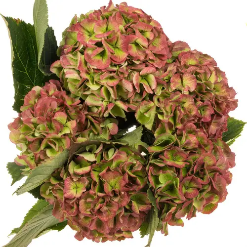 Hortensie rot/grün Verena classic Bol 19cm 60cm