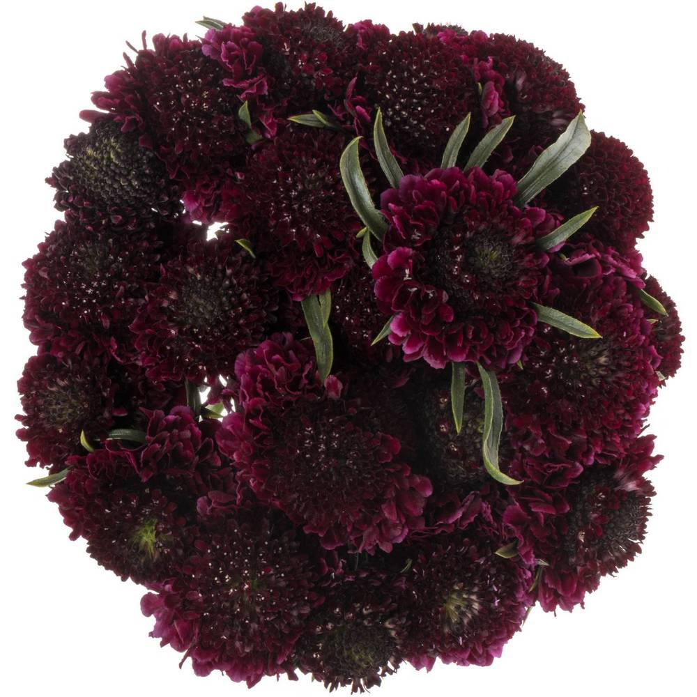 Scabiosa dunkel lila Red Velvet Scoop 60cm