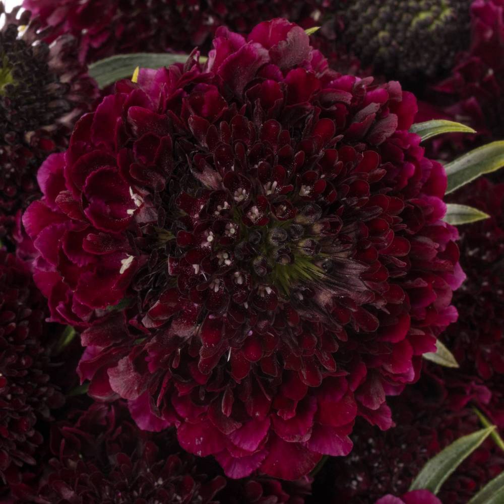 Scabiosa dunkel lila Red Velvet Scoop 60cm