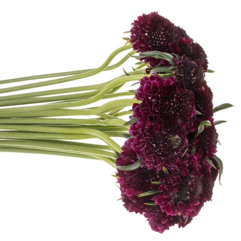 Scabiosa dunkel lila Red Velvet Scoop 60cm