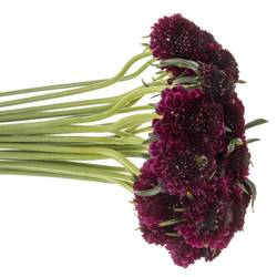 Scabiosa dunkel lila Red Velvet Scoop 60cm