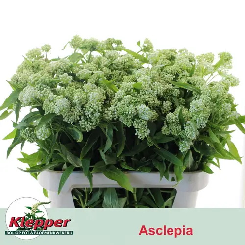 Aesclepia weiss 80cm