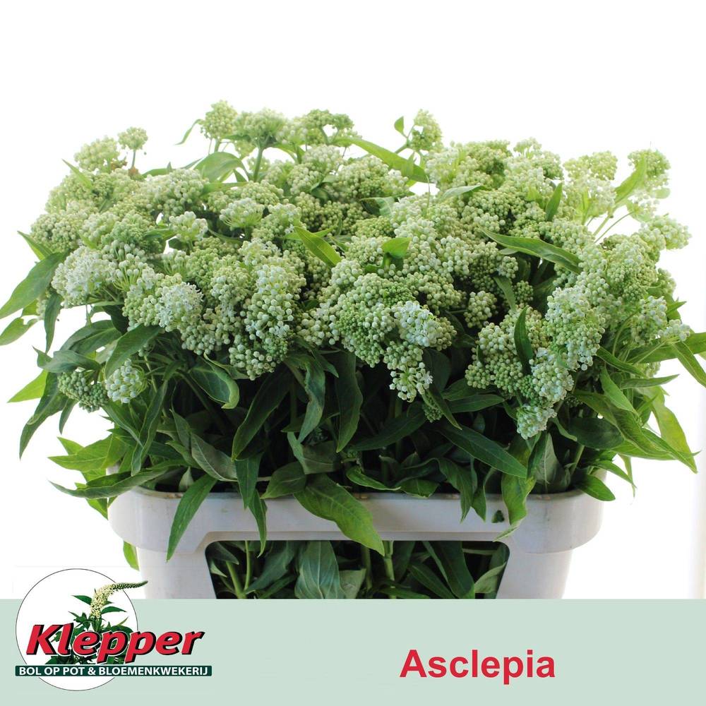 Aesclepia weiss 80cm