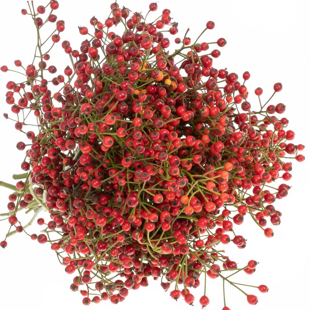 Hagebutte rot Autumn Flush 35cm